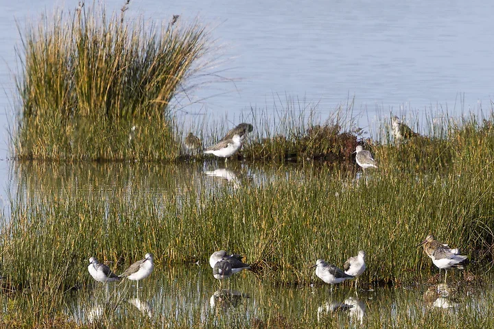 Les Oiseaux rencontr&eacute;s - Photo n°36