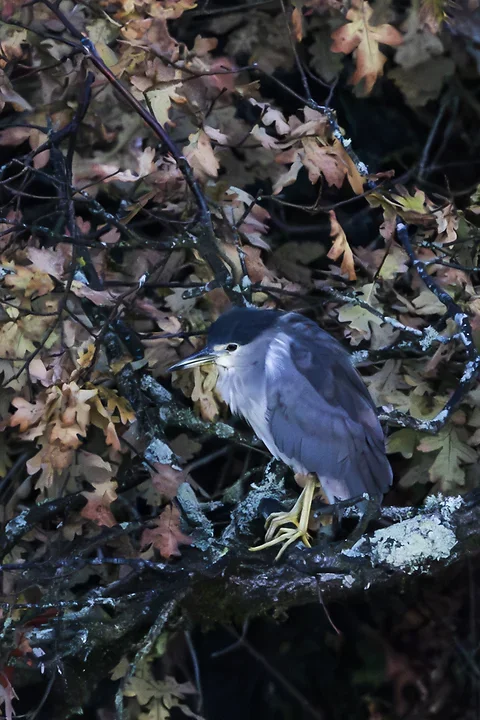 Les Oiseaux rencontr&eacute;s - Photo n°37