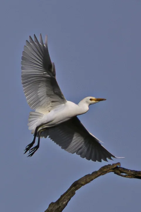 Les Oiseaux rencontr&eacute;s - Photo n°38