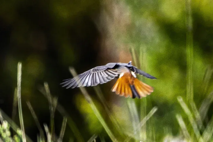 Les Oiseaux rencontr&eacute;s - Photo n°39