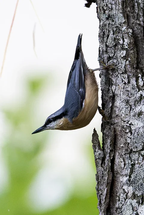 Les Oiseaux rencontr&eacute;s - Photo n°40