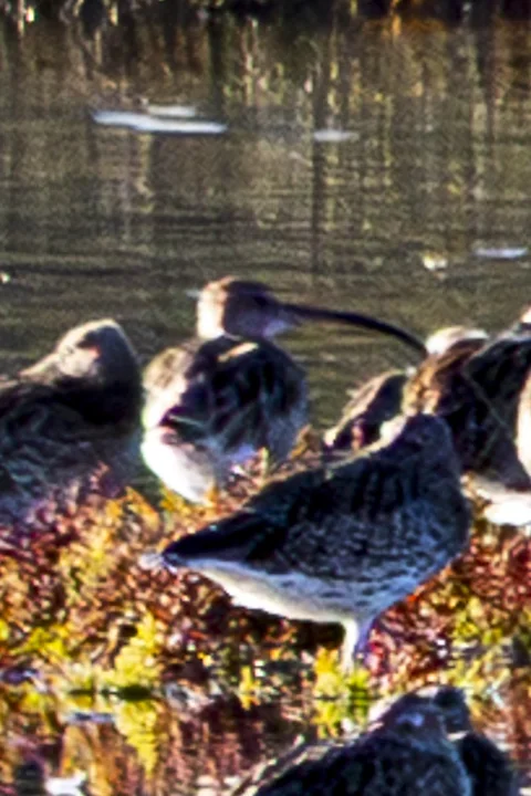 Les Oiseaux rencontr&eacute;s - Photo n°41