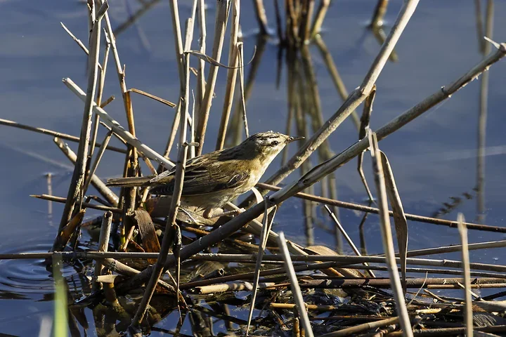 Les Oiseaux rencontr&eacute;s - Photo n°42