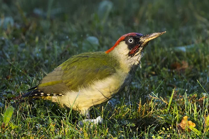 Les Oiseaux rencontr&eacute;s - Photo n°43