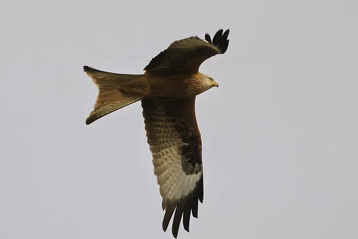 Les Oiseaux rencontr&eacute;s - Photo n°44