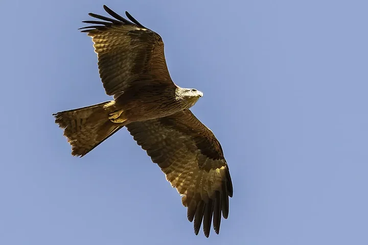 Les Oiseaux rencontr&eacute;s - Photo n°45