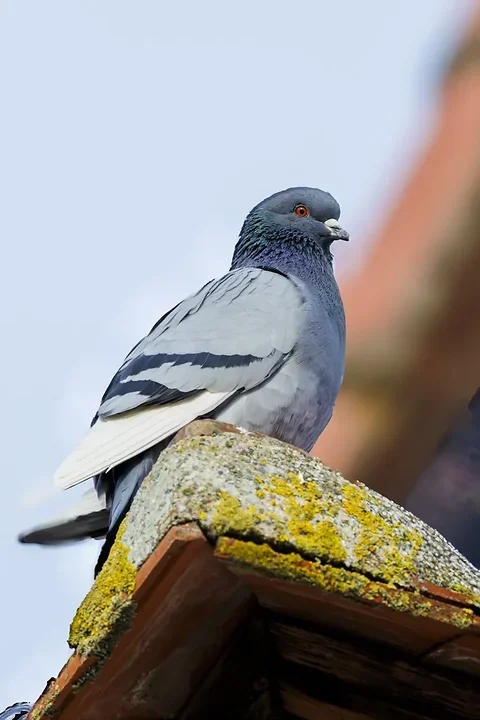 Les Oiseaux rencontr&eacute;s - Photo n°47