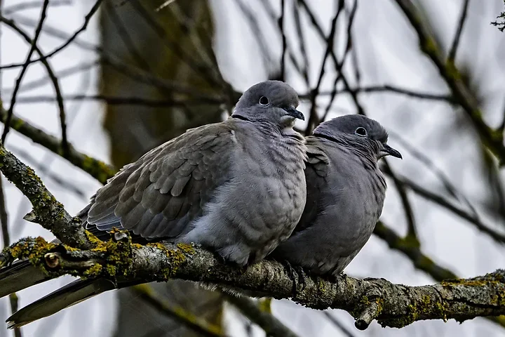 Les Oiseaux rencontr&eacute;s - Photo n°48
