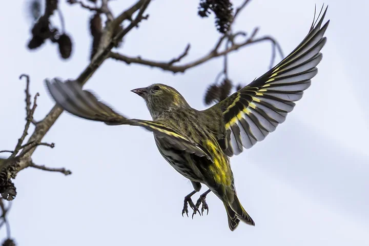 Les Oiseaux rencontr&eacute;s - Photo n°49