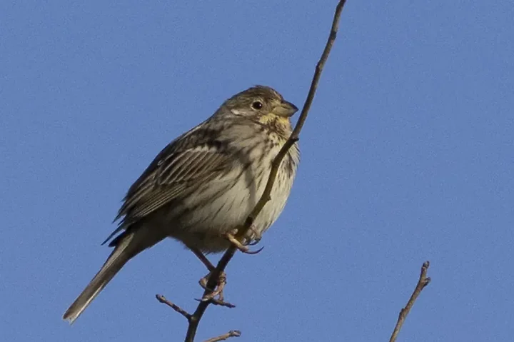 Les Oiseaux rencontr&eacute;s - Photo n°50