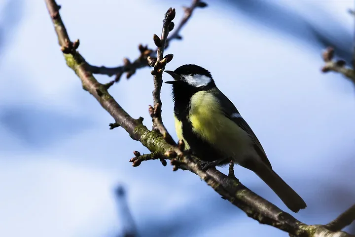 Les Oiseaux rencontr&eacute;s - Photo n°51