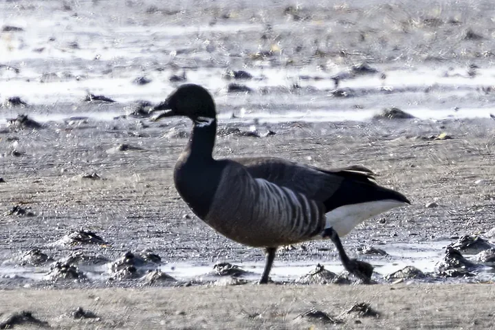 Les Oiseaux rencontr&eacute;s - Photo n°53