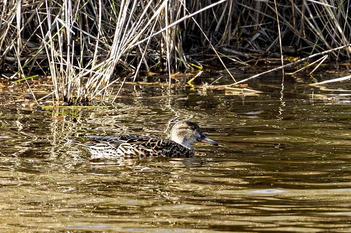 Les Oiseaux rencontr&eacute;s - Photo n°54