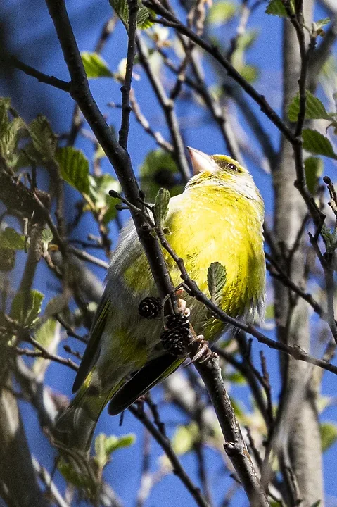 Les Oiseaux rencontr&eacute;s - Photo n°57