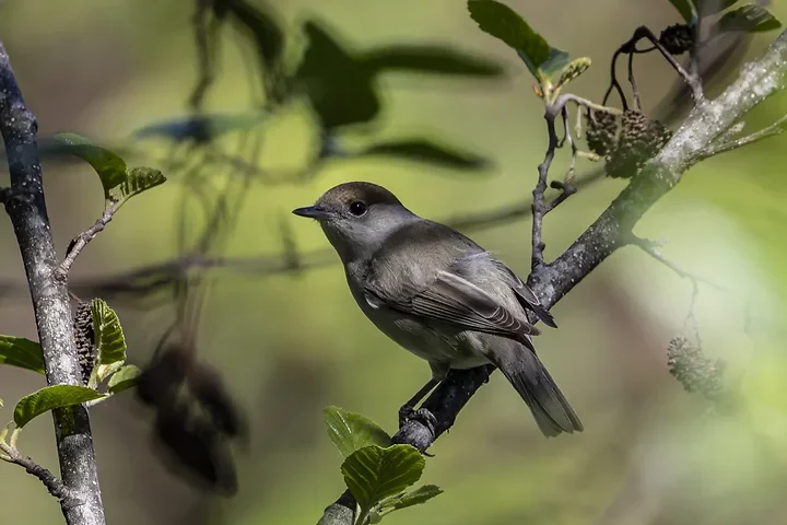 Les Oiseaux rencontr&eacute;s - Photo n°60