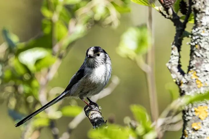 Les Oiseaux rencontr&eacute;s - Photo n°61