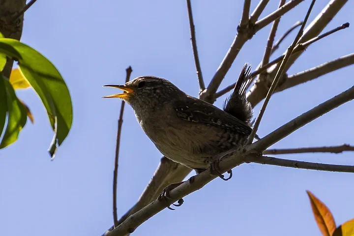Les Oiseaux rencontr&eacute;s - Photo n°63
