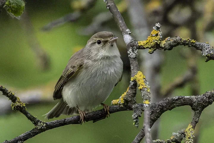 Les Oiseaux rencontr&eacute;s - Photo n°64