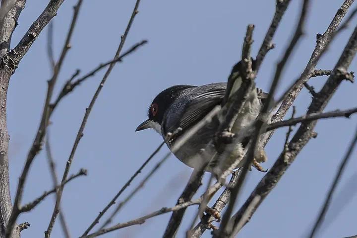 Les Oiseaux rencontr&eacute;s - Photo n°65