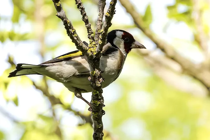 Les Oiseaux rencontr&eacute;s - Photo n°66