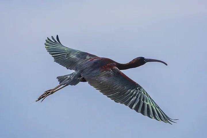 Les Oiseaux rencontr&eacute;s - Photo n°67