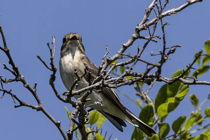 Les Oiseaux rencontr&eacute;s - Photo n°68
