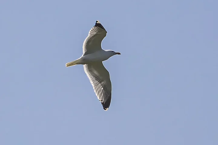 Les Oiseaux rencontr&eacute;s - Photo n°69