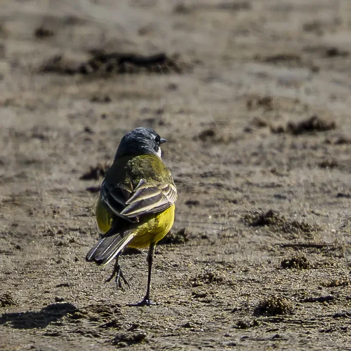 Les Oiseaux rencontr&eacute;s - Photo n°70