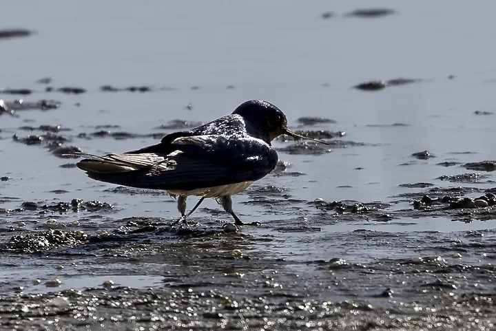 Les Oiseaux rencontr&eacute;s - Photo n°71
