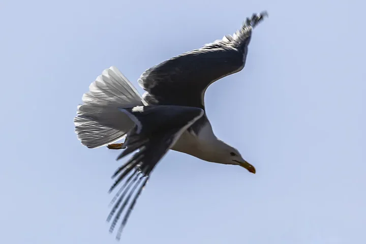 Les Oiseaux rencontr&eacute;s - Photo n°72