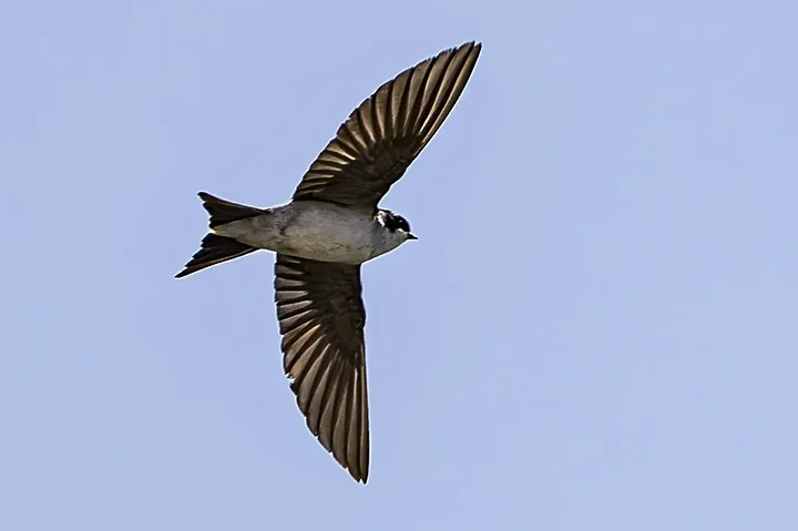 Les Oiseaux rencontr&eacute;s - Photo n°73