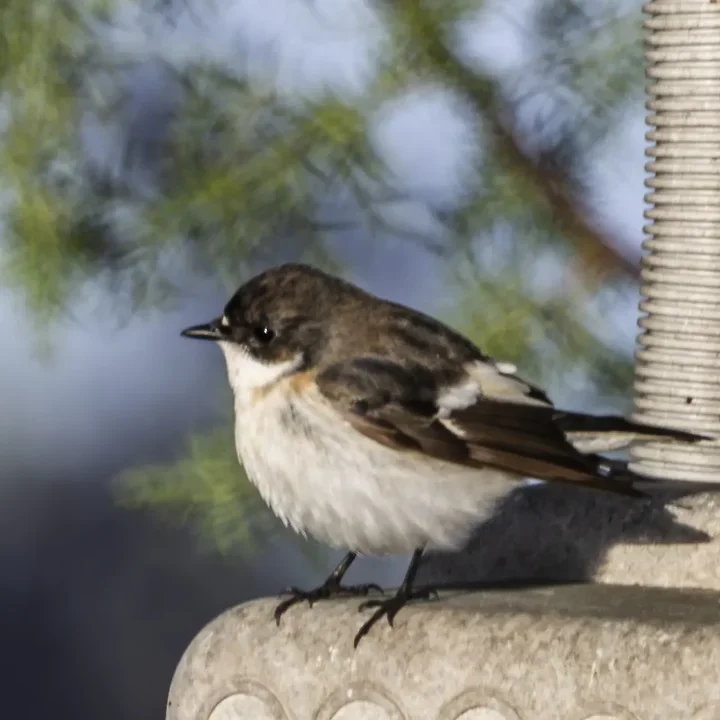 Les Oiseaux rencontr&eacute;s - Photo n°75