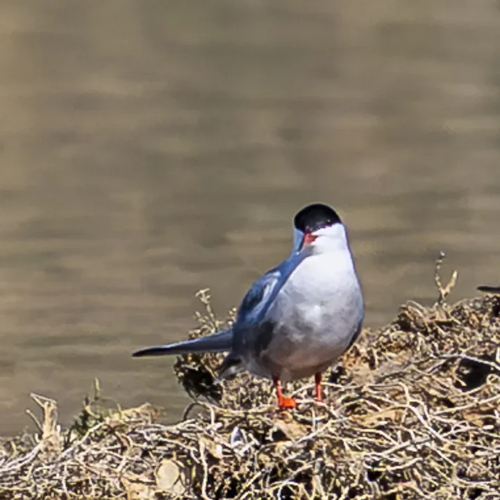 Les Oiseaux rencontr&eacute;s - Photo n°77