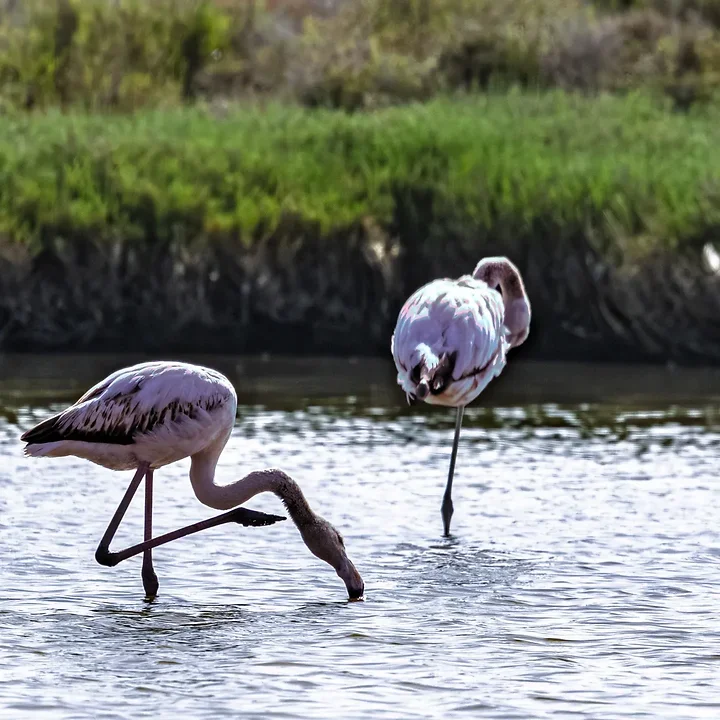 Les Oiseaux rencontr&eacute;s - Photo n°79