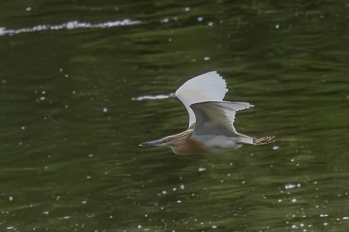 Les Oiseaux rencontr&eacute;s - Photo n°80