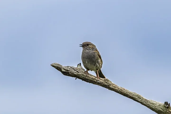 Les Oiseaux rencontr&eacute;s - Photo n°81