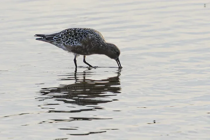 Les Oiseaux rencontr&eacute;s - Photo n°83