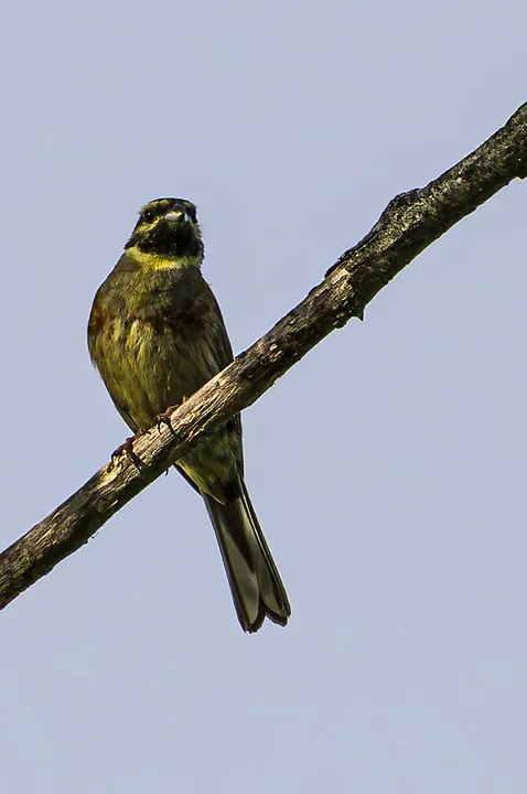 Les Oiseaux rencontr&eacute;s - Photo n°85