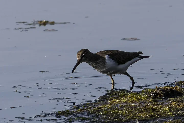 Les Oiseaux rencontr&eacute;s - Photo n°86