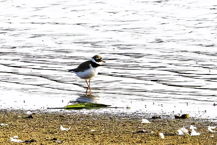Les Oiseaux rencontr&eacute;s - Photo n°88