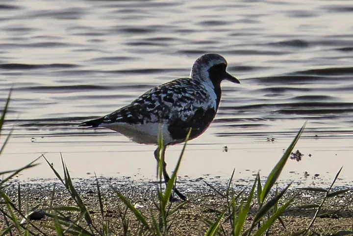 Les Oiseaux rencontr&eacute;s - Photo n°89