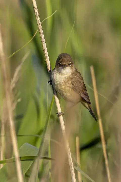 Les Oiseaux rencontr&eacute;s - Photo n°90