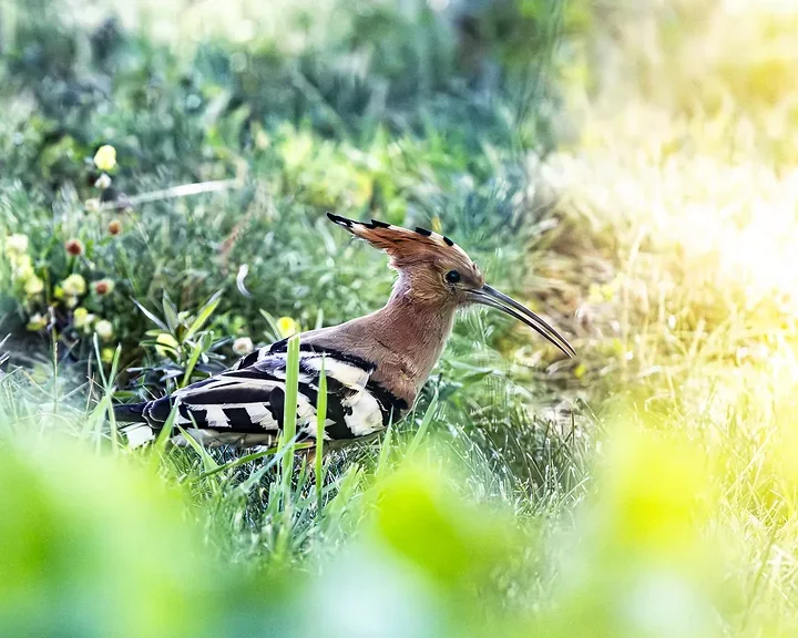 Les Oiseaux rencontr&eacute;s - Photo n°91