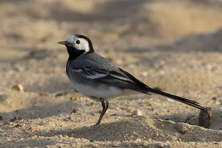 Les Oiseaux rencontr&eacute;s - Photo n°92