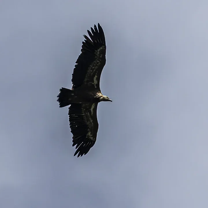 Les Oiseaux rencontr&eacute;s - Photo n°96