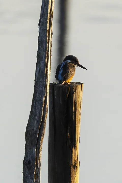 Le Martin P&ecirc;cheur - Reserve ornithologique du teich - Photo n°1