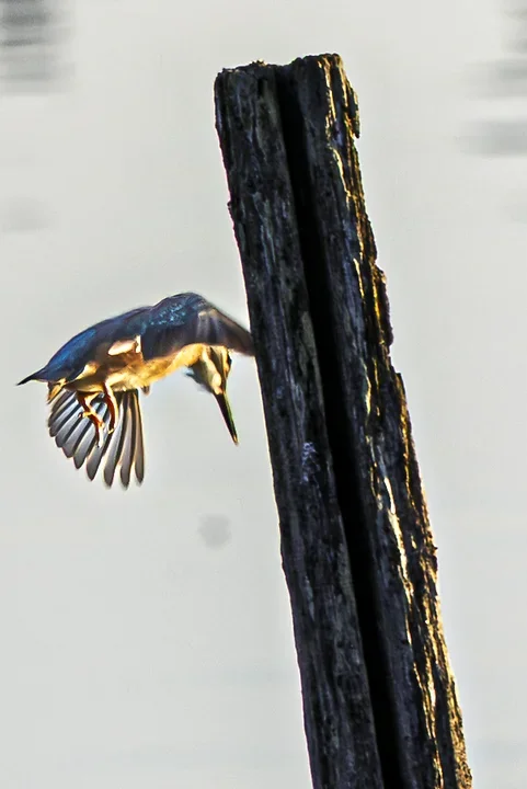 Le Martin P&ecirc;cheur - Reserve ornithologique du teich - Photo n°2