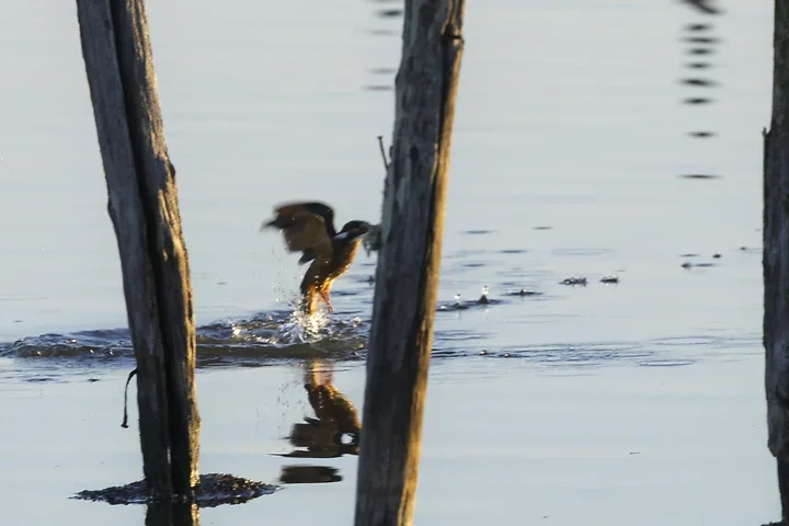 Le Martin P&ecirc;cheur - Reserve ornithologique du teich - Photo n°3