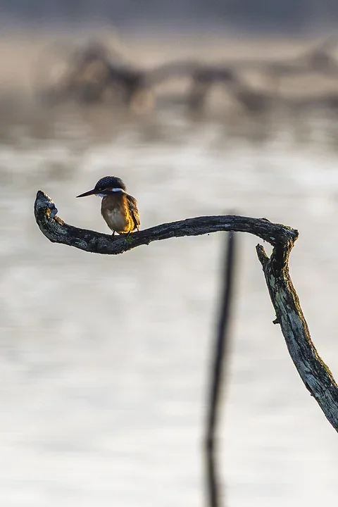 Le Martin P&ecirc;cheur - Reserve ornithologique du teich - Photo n°4