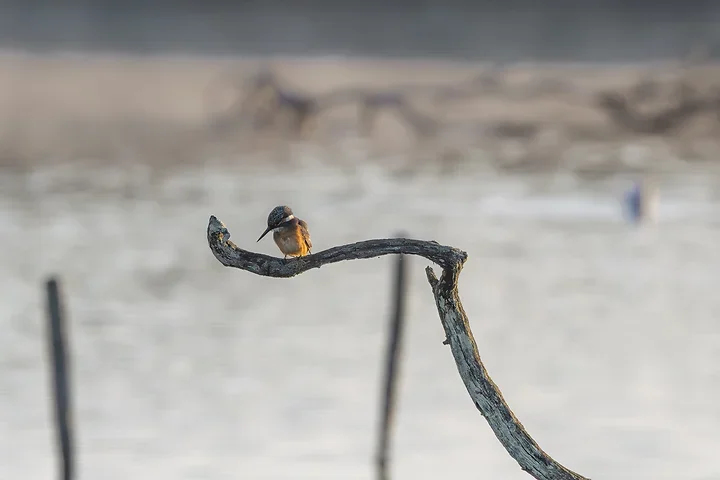 Le Martin P&ecirc;cheur - Reserve ornithologique du teich - Photo n°5